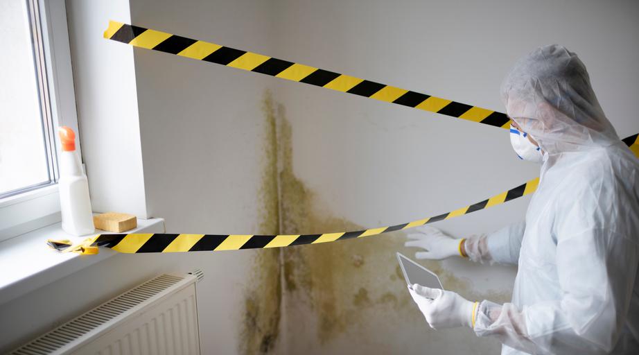 Tips For Hiring A Mold Removal Service