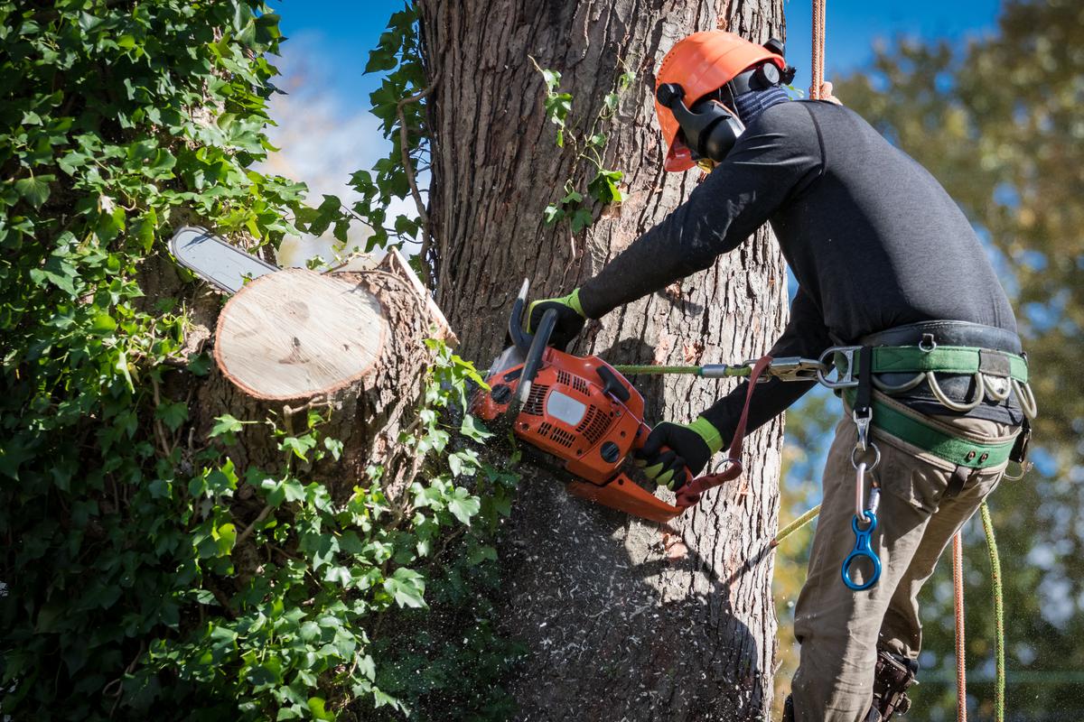What to Look for When Hiring a Tree Removal Company