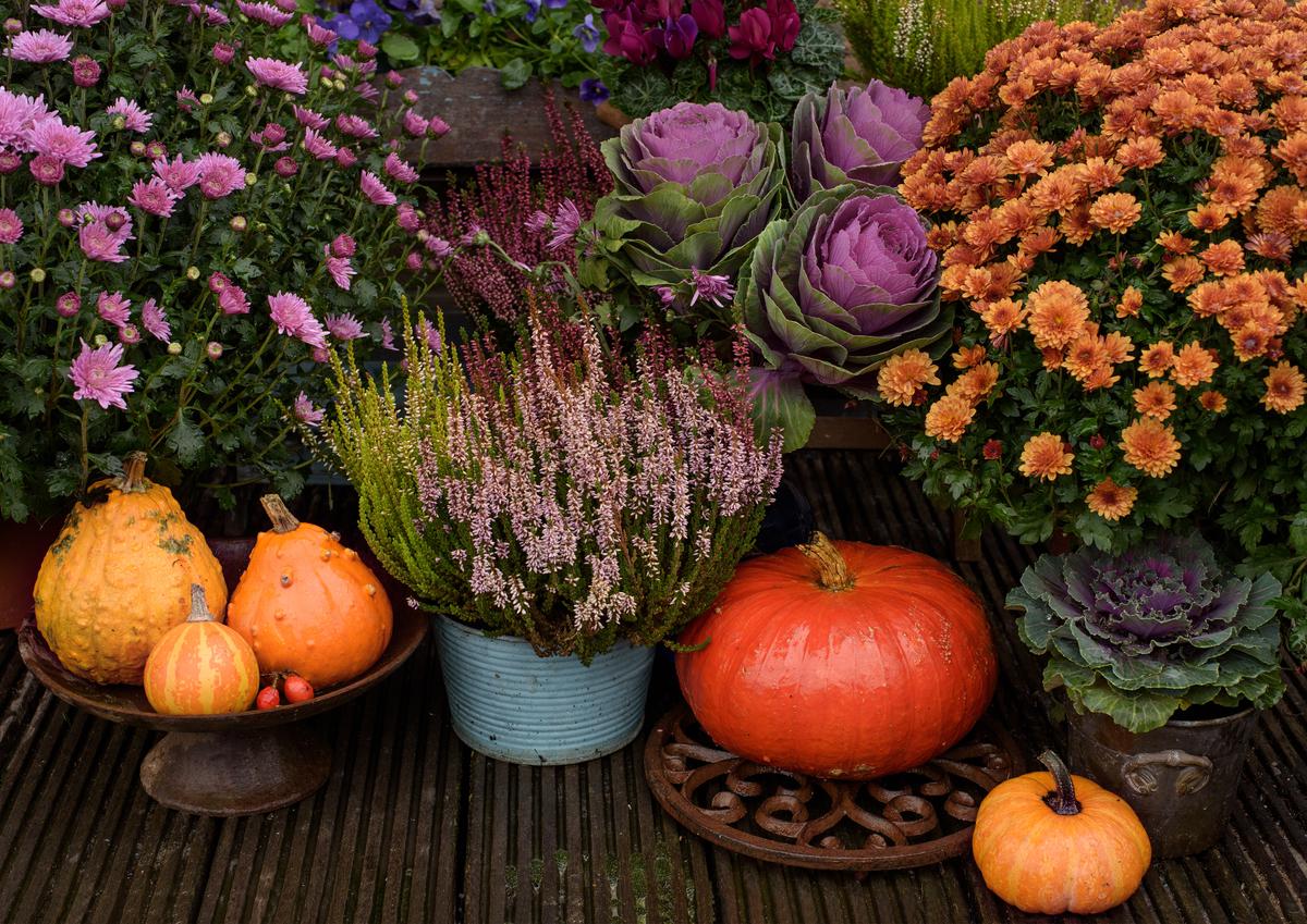 Unique Autumn Flowers to Add to Your Garden or Home