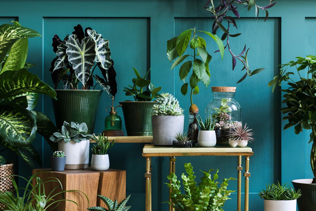9 Low Light Plants You Should Grow