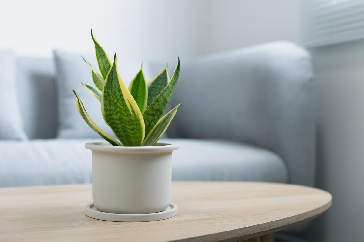 7 Air Purifying Plants to Freshen Up Your Interior With