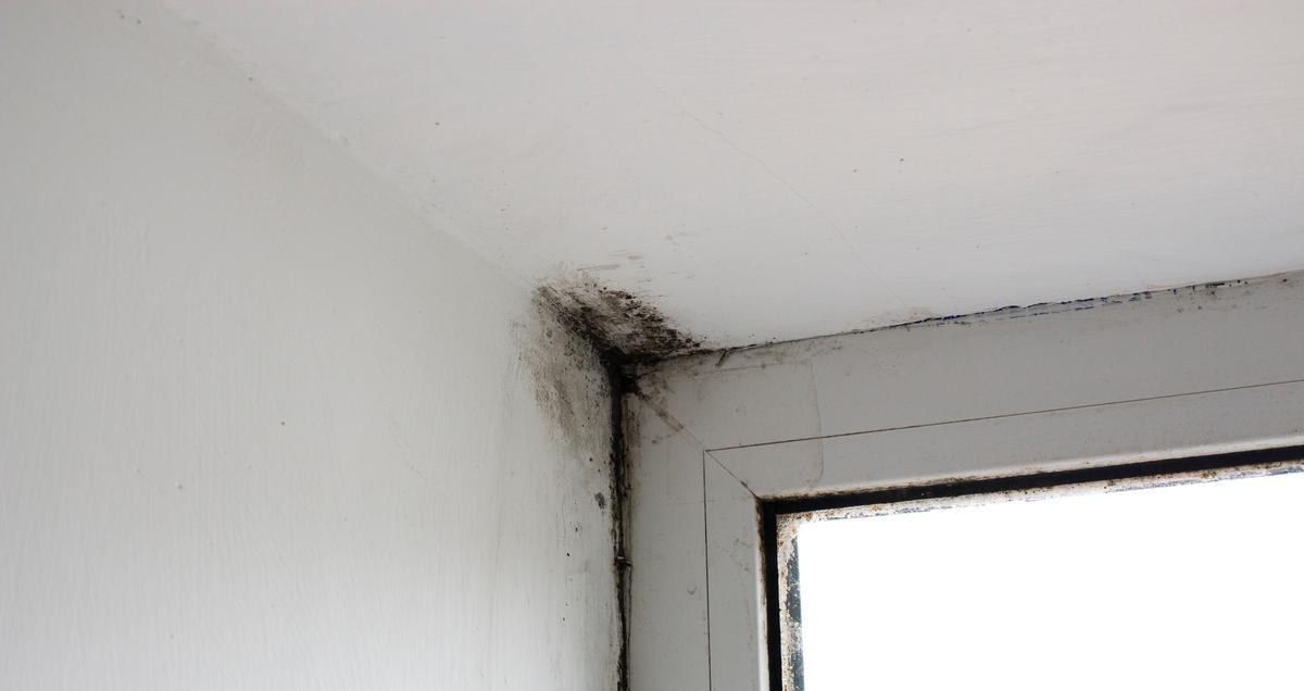 Monthly Maintenance Reminder: Mold Inspection