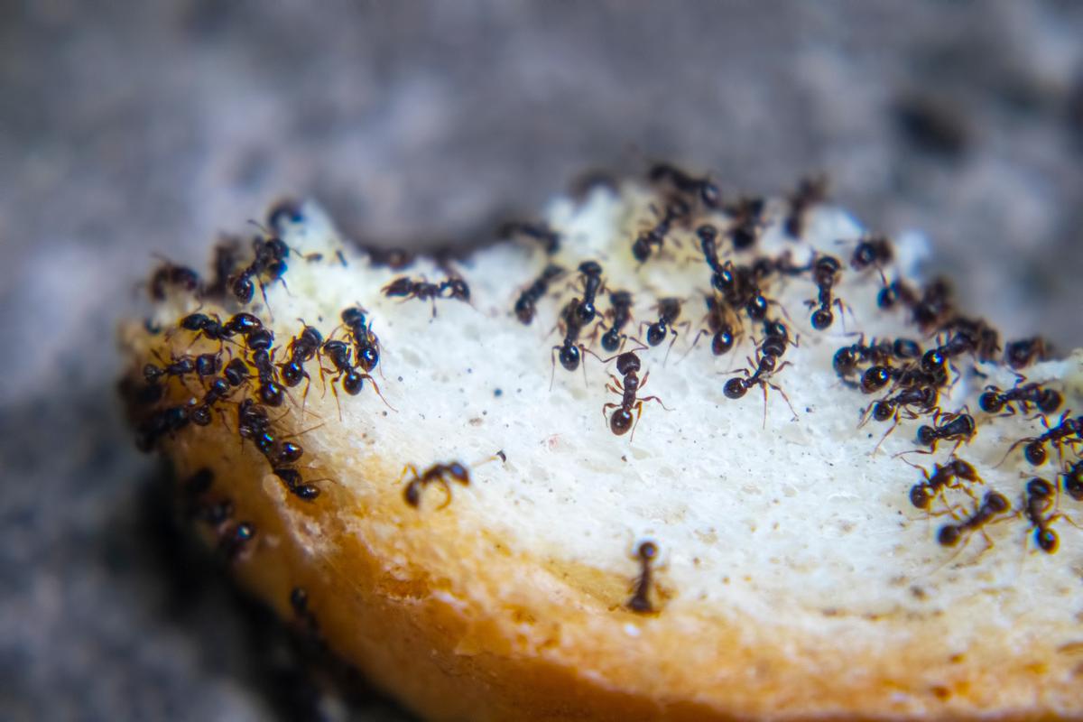 13 Ways To Get Rid Of Ants In The Kitchen   AdobeStock 386248947 YfjO  V1200x1200   