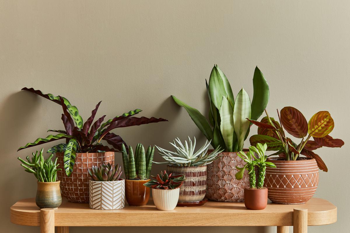 Gardening Tips for Your Indoor Plants