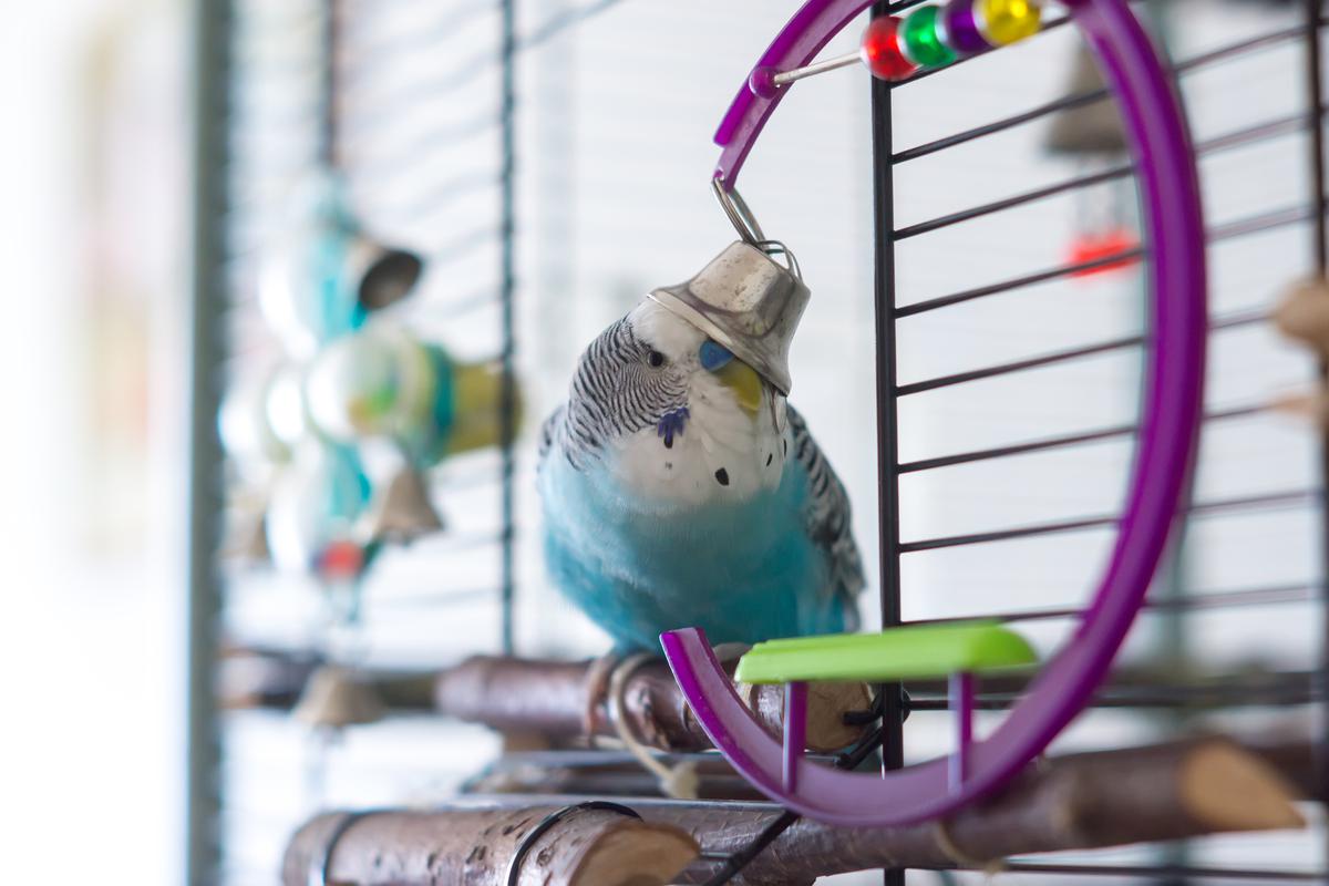 Indoor budgie aviary sales