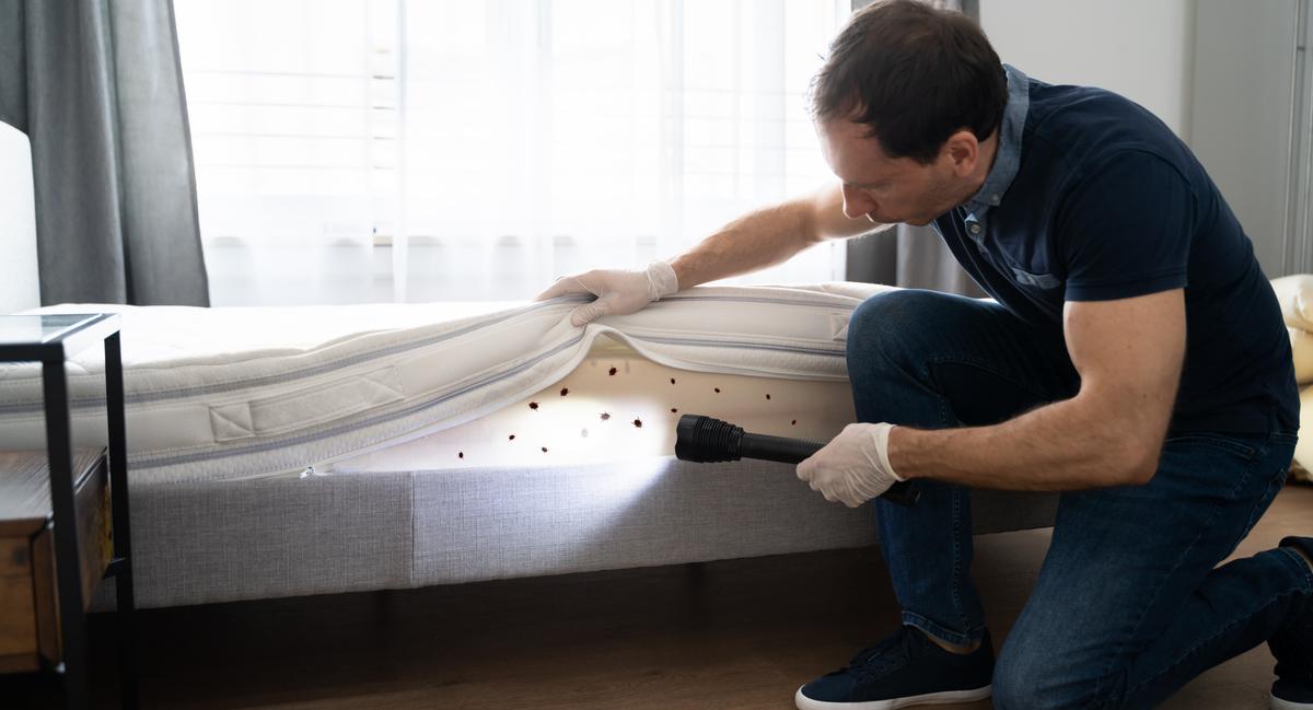 Navigating the Bug Battle: Choosing the Right Pest Control Company for Insect Removal