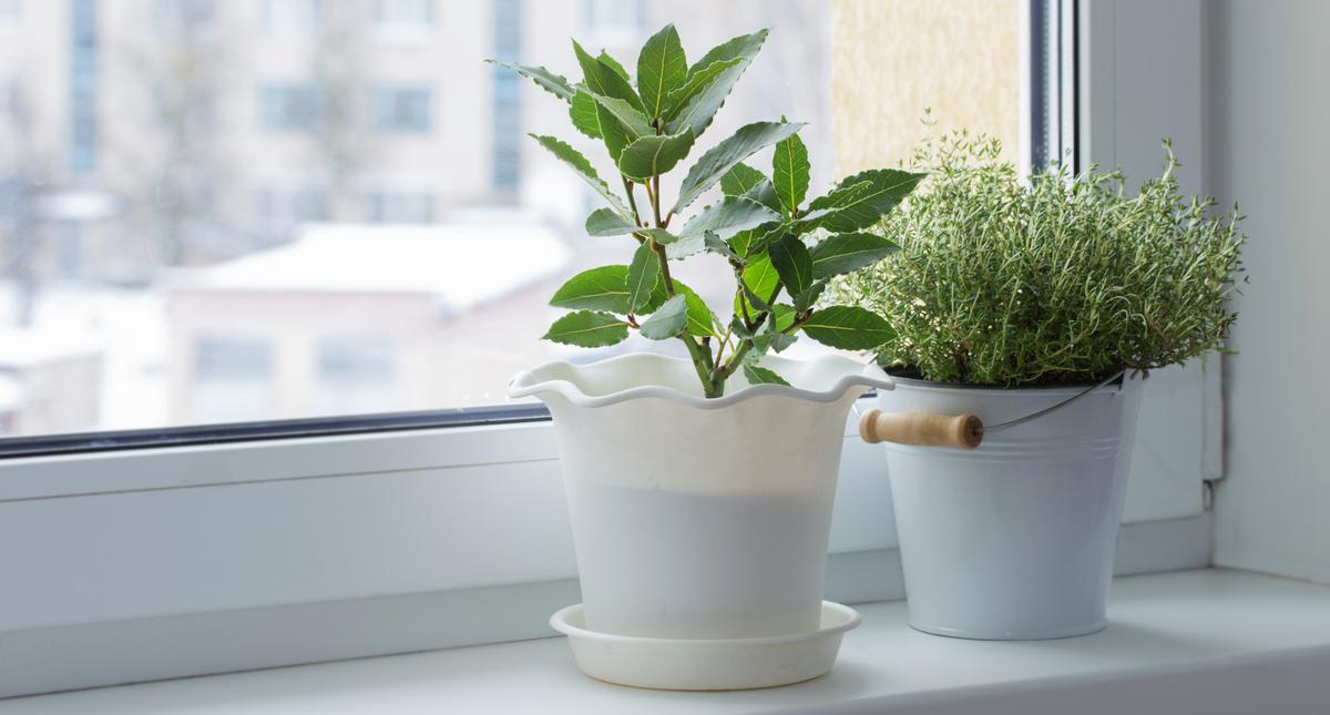 A Few Tips On How to Keep Indoor Plants Alive In Winter