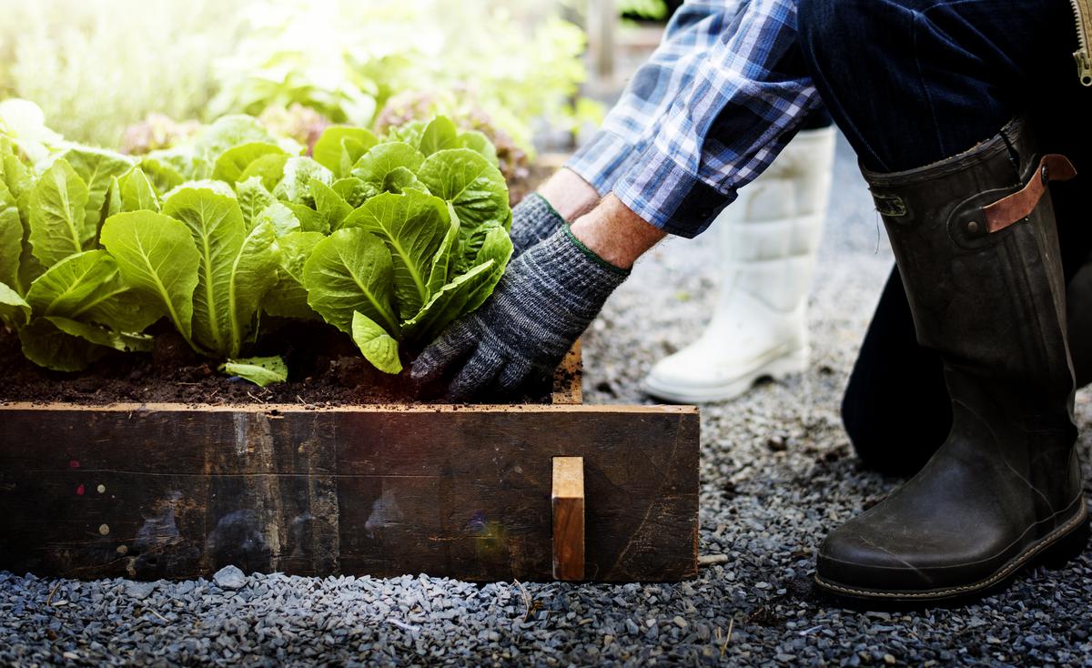 How to Start Your Own Garden - A Guide for Beginners