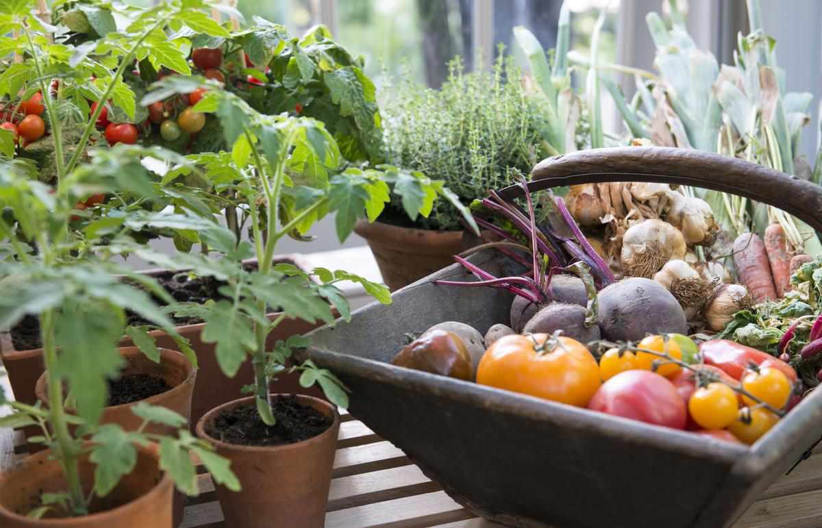 Some of the Best Plants to Grow in Your California Home Garden