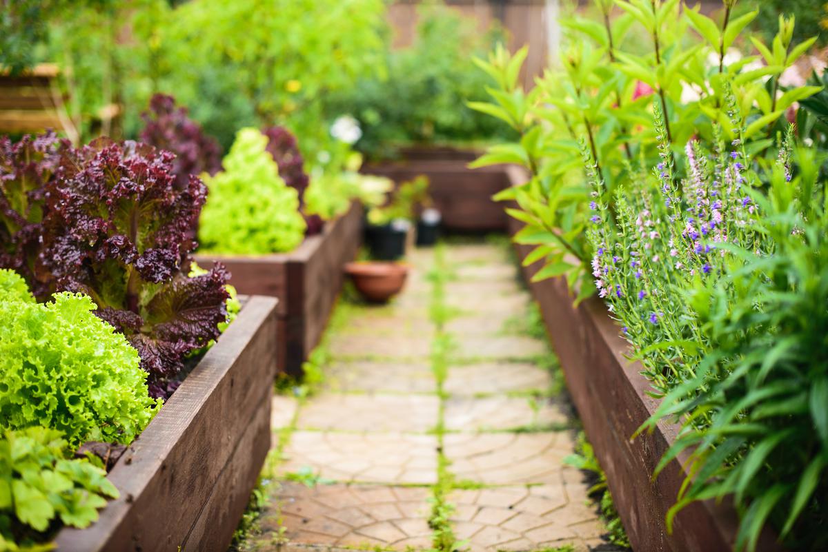 How to Build a Simple Raised Garden Bed for Your Backyard