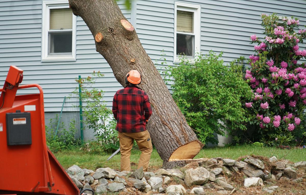 Hiring A Tree Removal Company Heres What You Need To Know