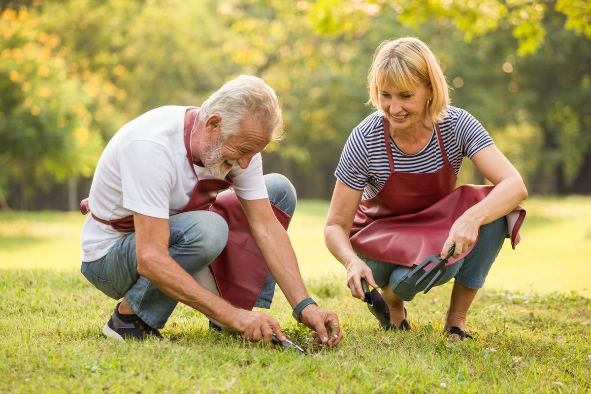 Essential Materials for Planting Trees and Shrubs: A Homeowner's Guide