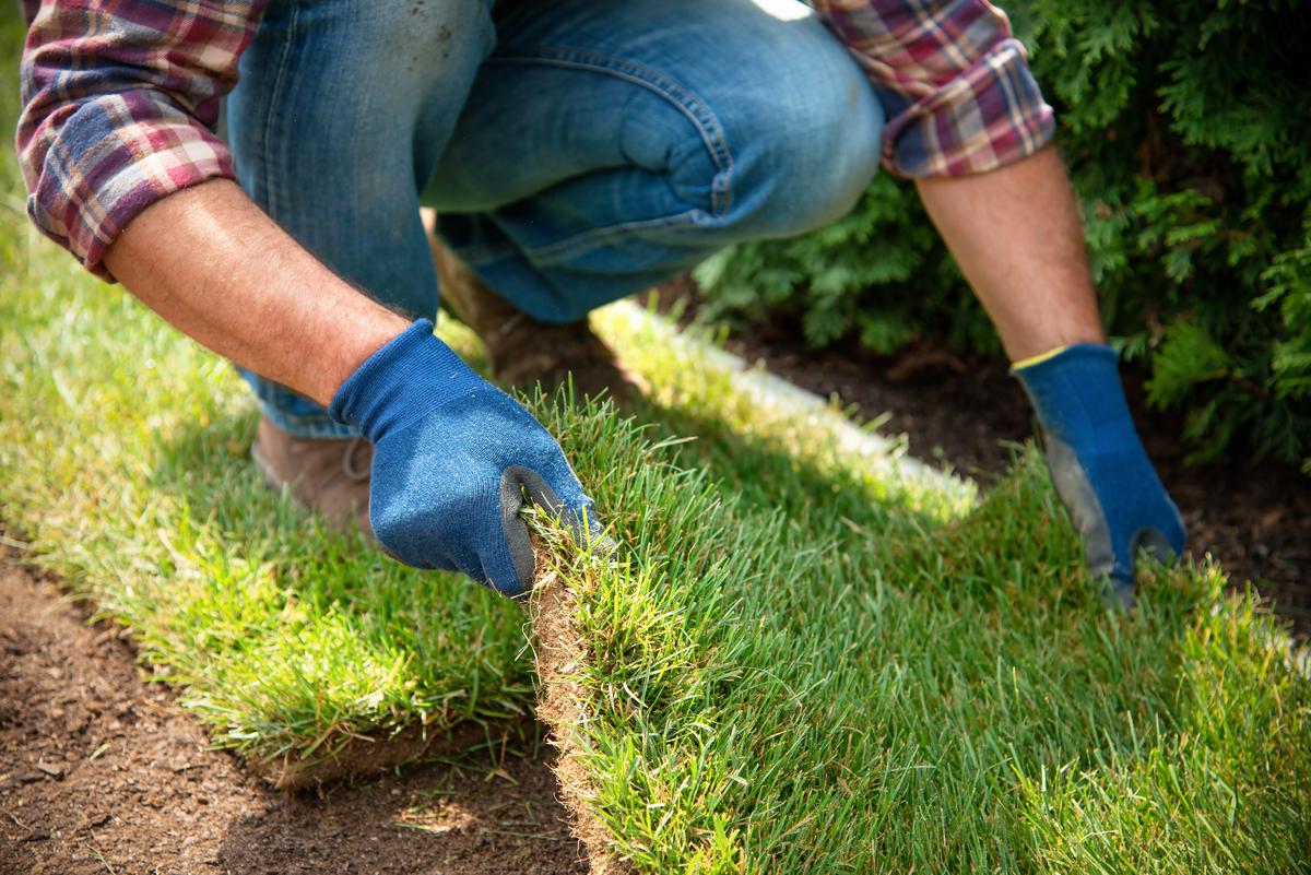 Essential Materials for a Successful Sod Installation