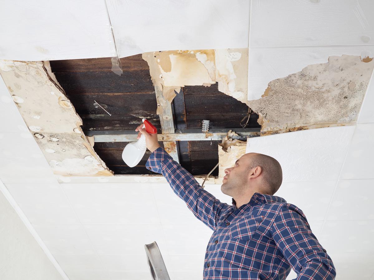Top 3 Considerations for Homeowners When Removing Mold