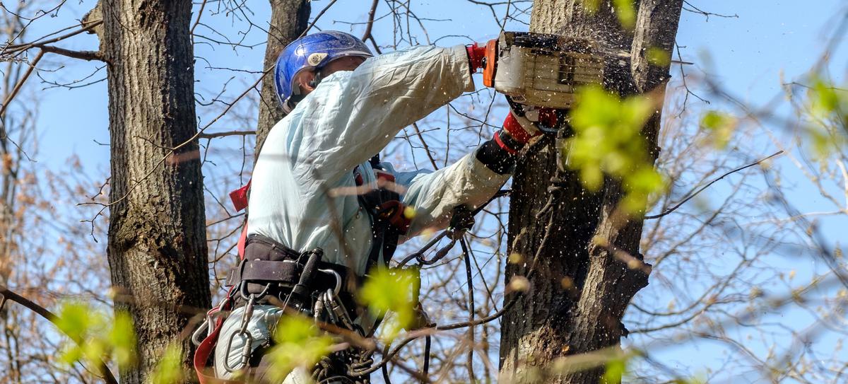 Why Hiring a Tree Removal Company is a Smart Investment for Homeowners
