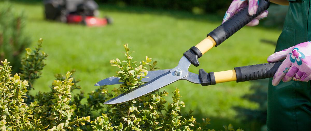 The Top Benefits of Hiring a Yard Maintenance Company