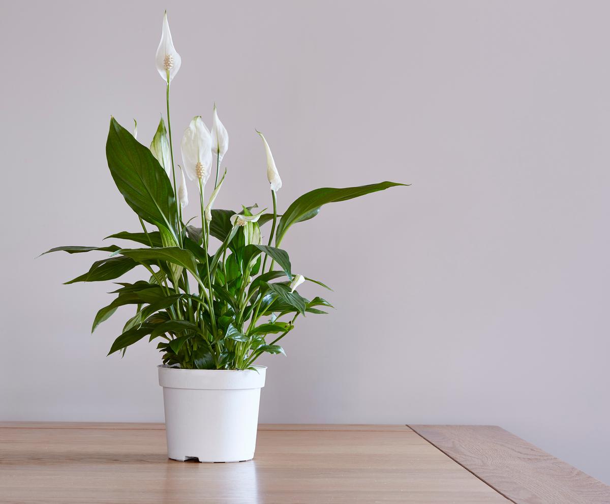 A little sensitive to lack of water, peace lilies often require a dab more attention than most air-purifying plants.