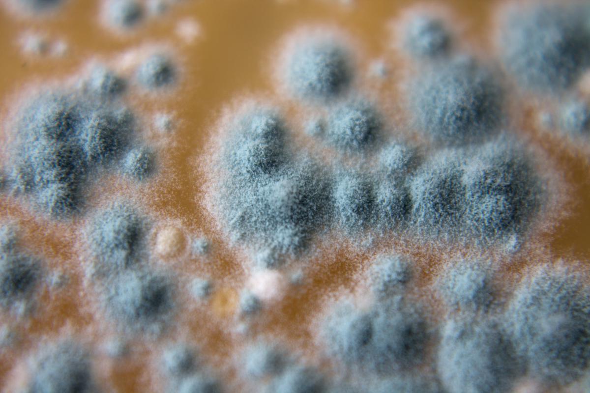 Acremonium is a Toxic Mold You Don’t Want to Befriend
