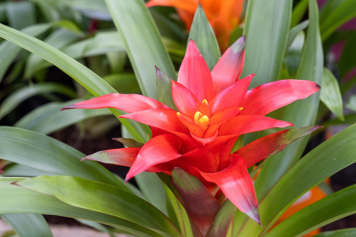 Add some color to your life with guzmania plants.
