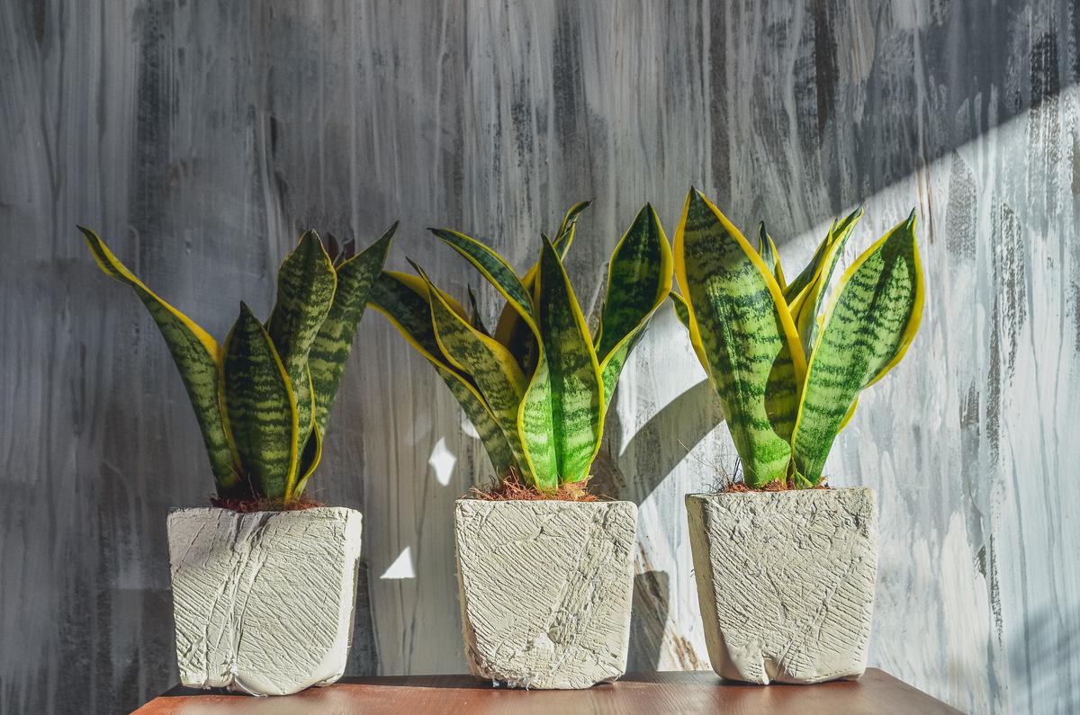 Add some green vibrance to your interior with a snake plant.