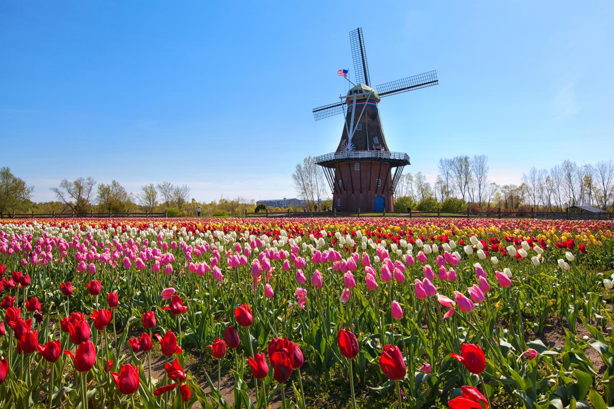 Brought from the Netherlands in 1964, the DeZwaan Windmill is the only authentic and functional Dutch windmill in the United States — and a nod to Michigan’s homesteading culture.