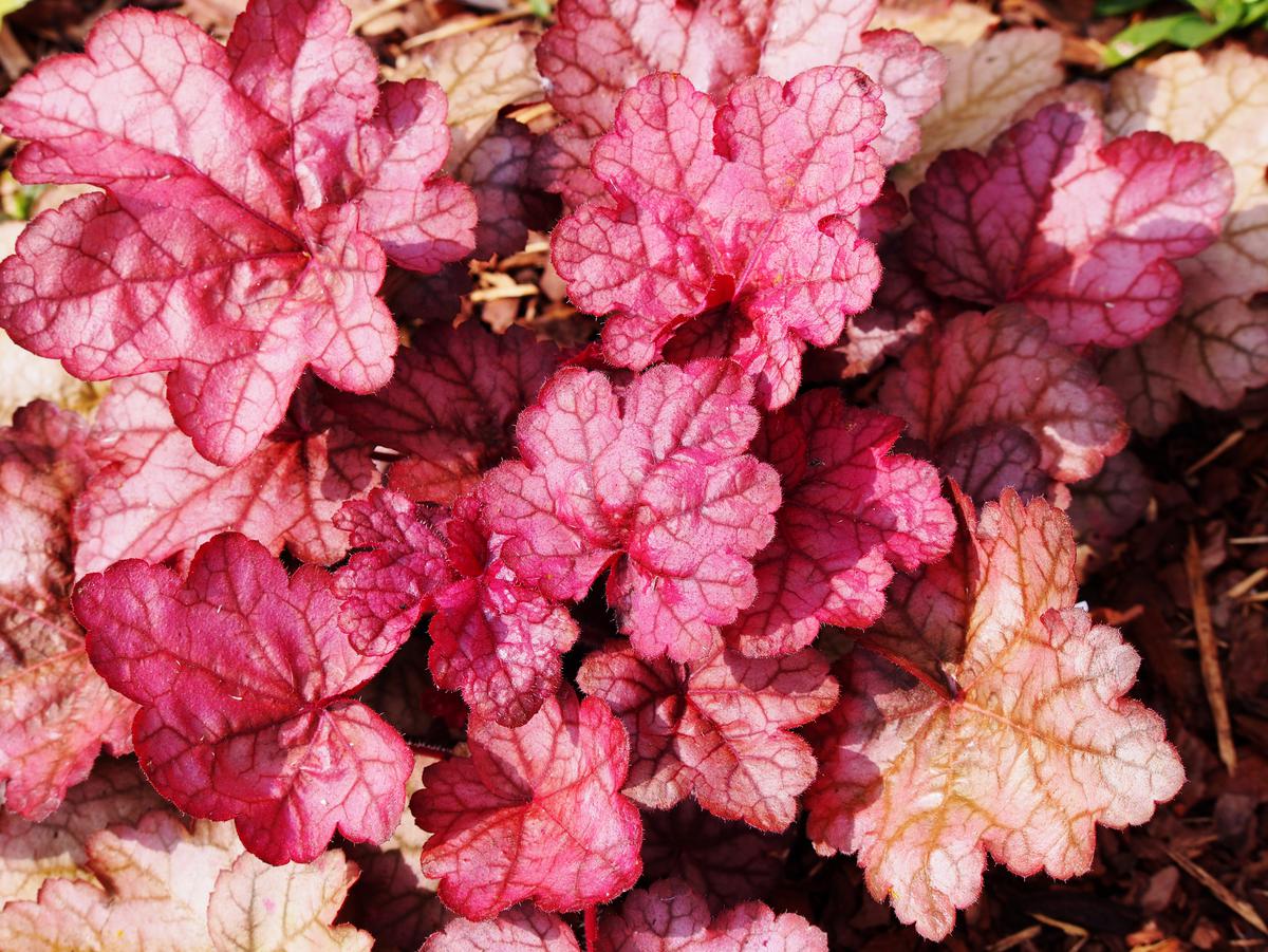 Coral bells are autumn plants that match every hue and vibe that represents fall.