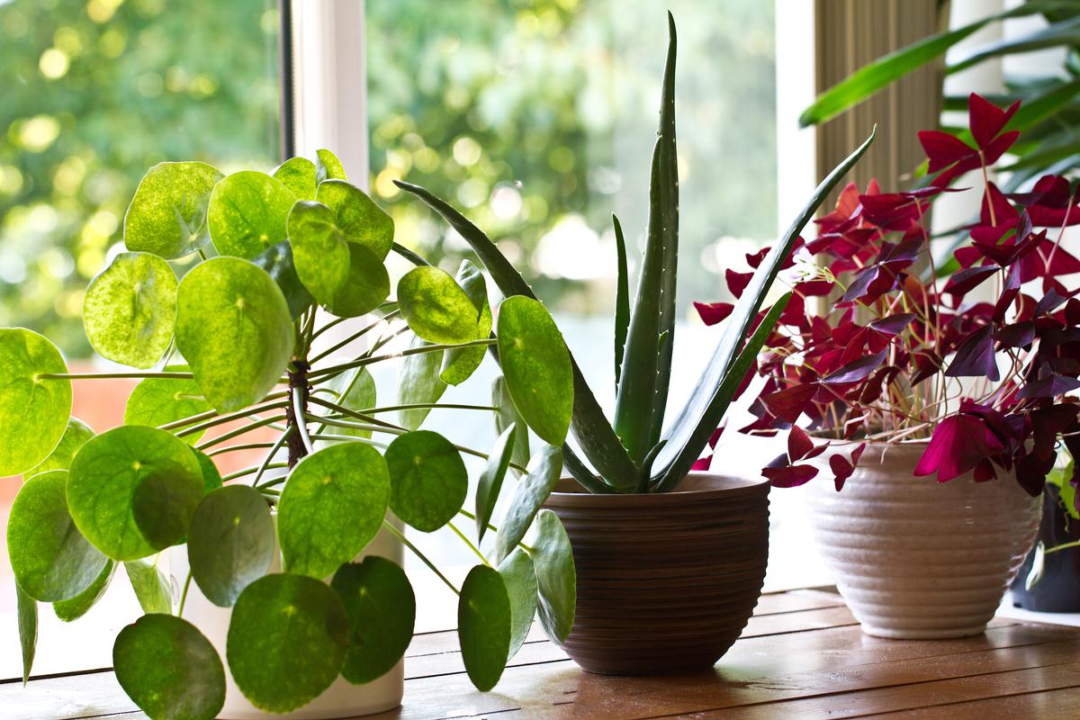 House plants are great interior decor.