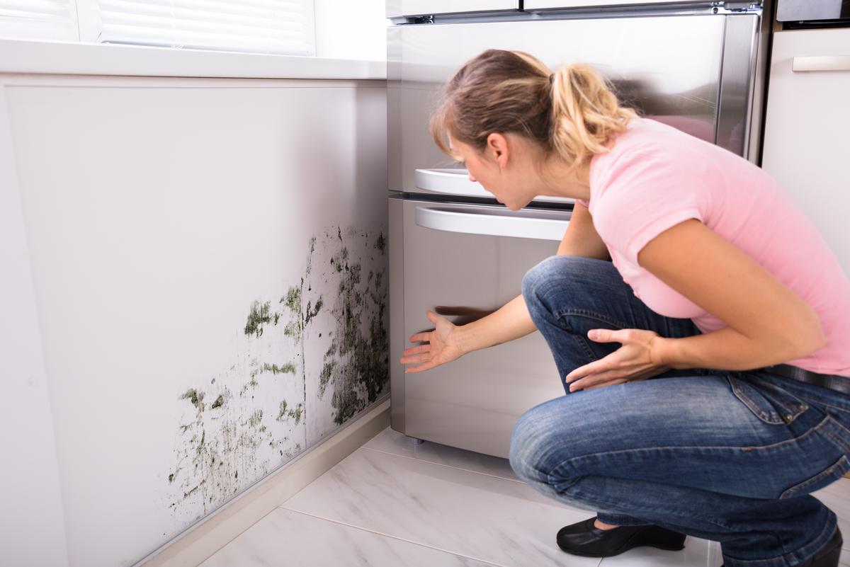 Identifying the different types of mold would help keep you and those around you safe.