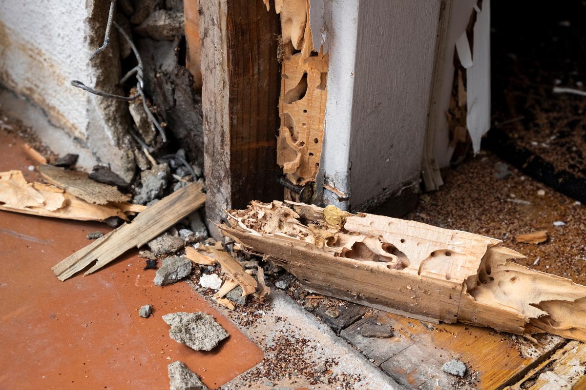 Termites can cause major damage to your home if left unchecked.