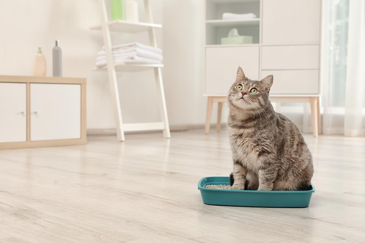 A litter box that’s big enough for your cat will prevent the gravel from ending up on the floor.