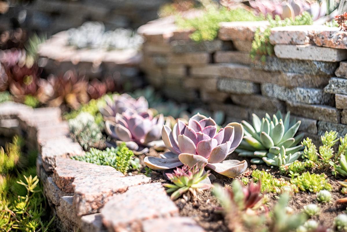 Succulents are the perfect rock garden plant choice.