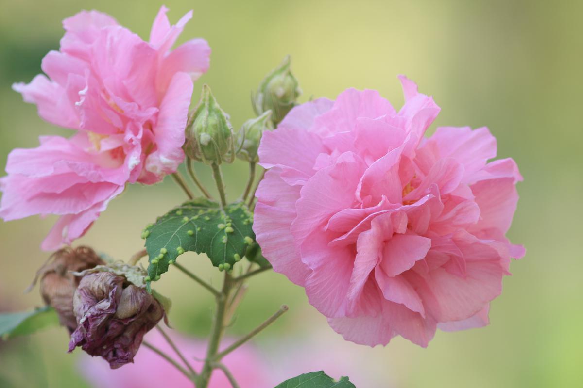 The distinctive light pink shade of hibiscus mutabilis is a universal crowd-pleaser.