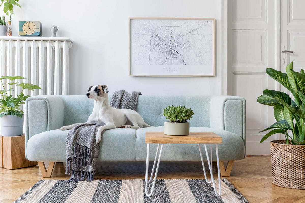 Fragile luxury decor materials may be less than ideal if you live with a curious pooch or a mischievous kitty.