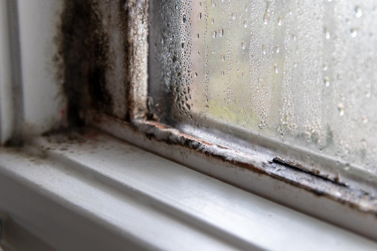 Mold spores are typically dark in color and are known to grow in moist areas.