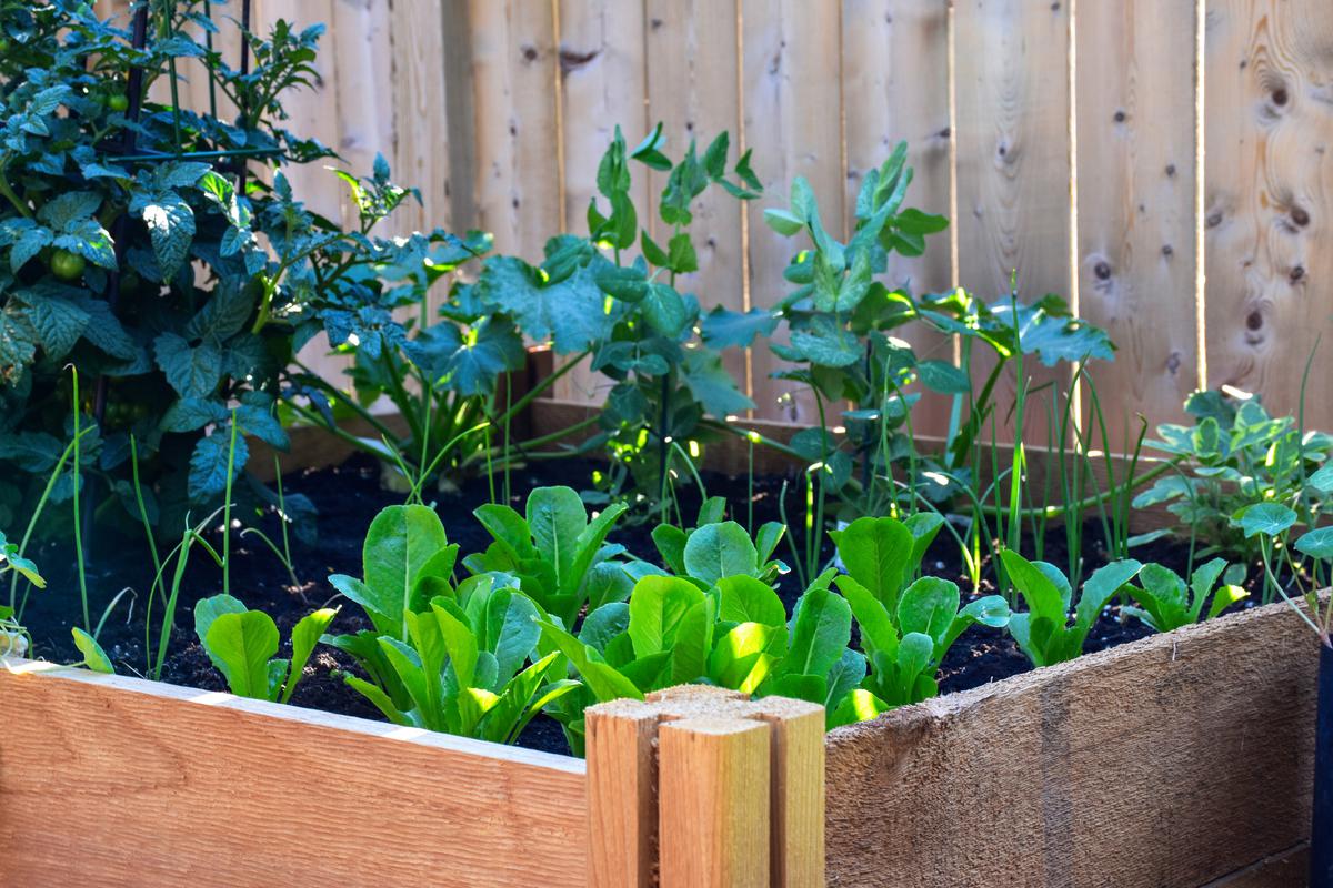 Early summer is the perfect time to grow your own herbs, fruits, and veggies.