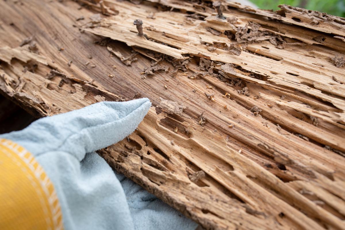 Termites form distinctive pathways in whatever wood they get into, so look for these signs of a termite infestation.