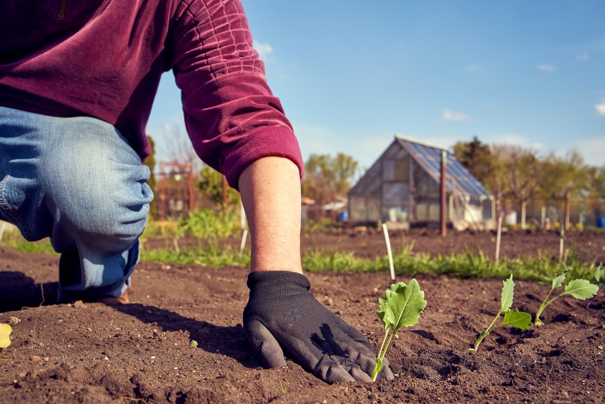 Homesteading: What Is It And Where Should You Do It?