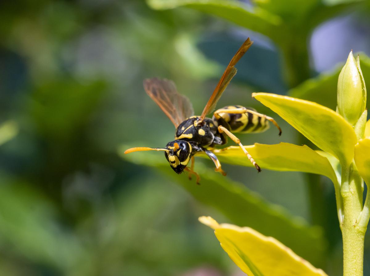 Pest Control 101: What To Look Out For And What To Do