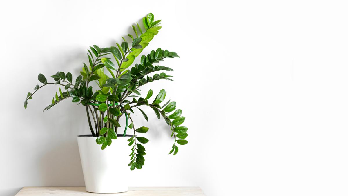 Growing a ZZ plant is very low-maintenance.