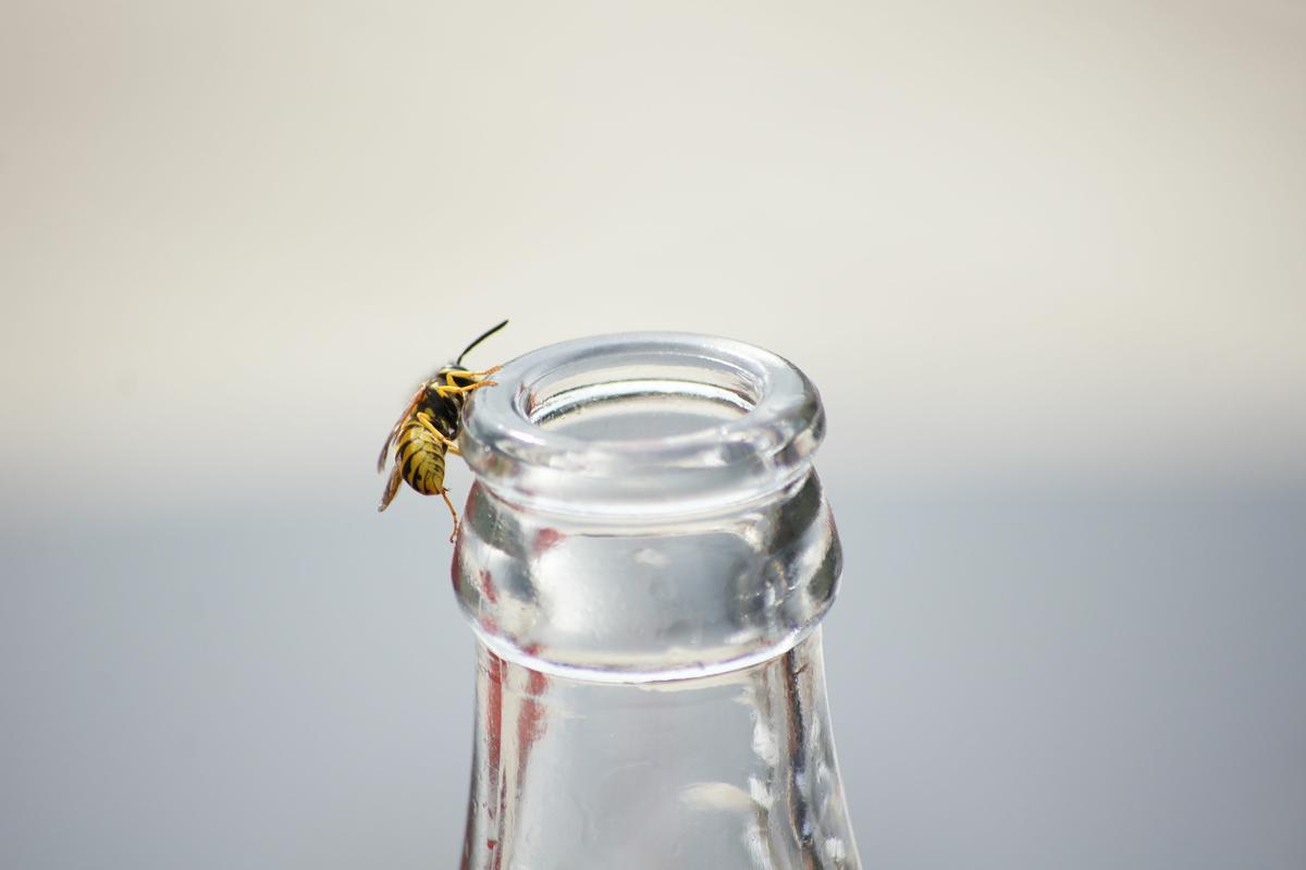 Keep a close eye on drinks and food left outside as wasps can get into them and then sting you when you go for a swig.
