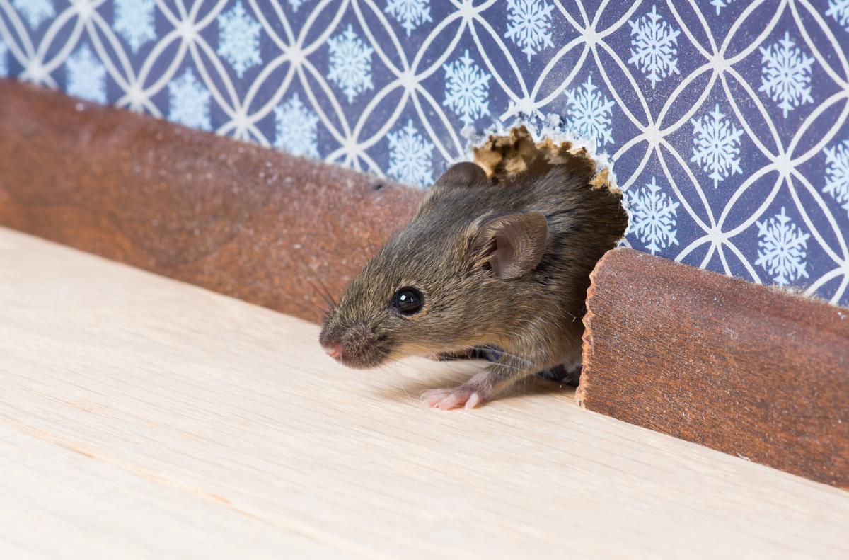 Mice are a latent health risk as they can spoil food and also leave droppings everywhere.