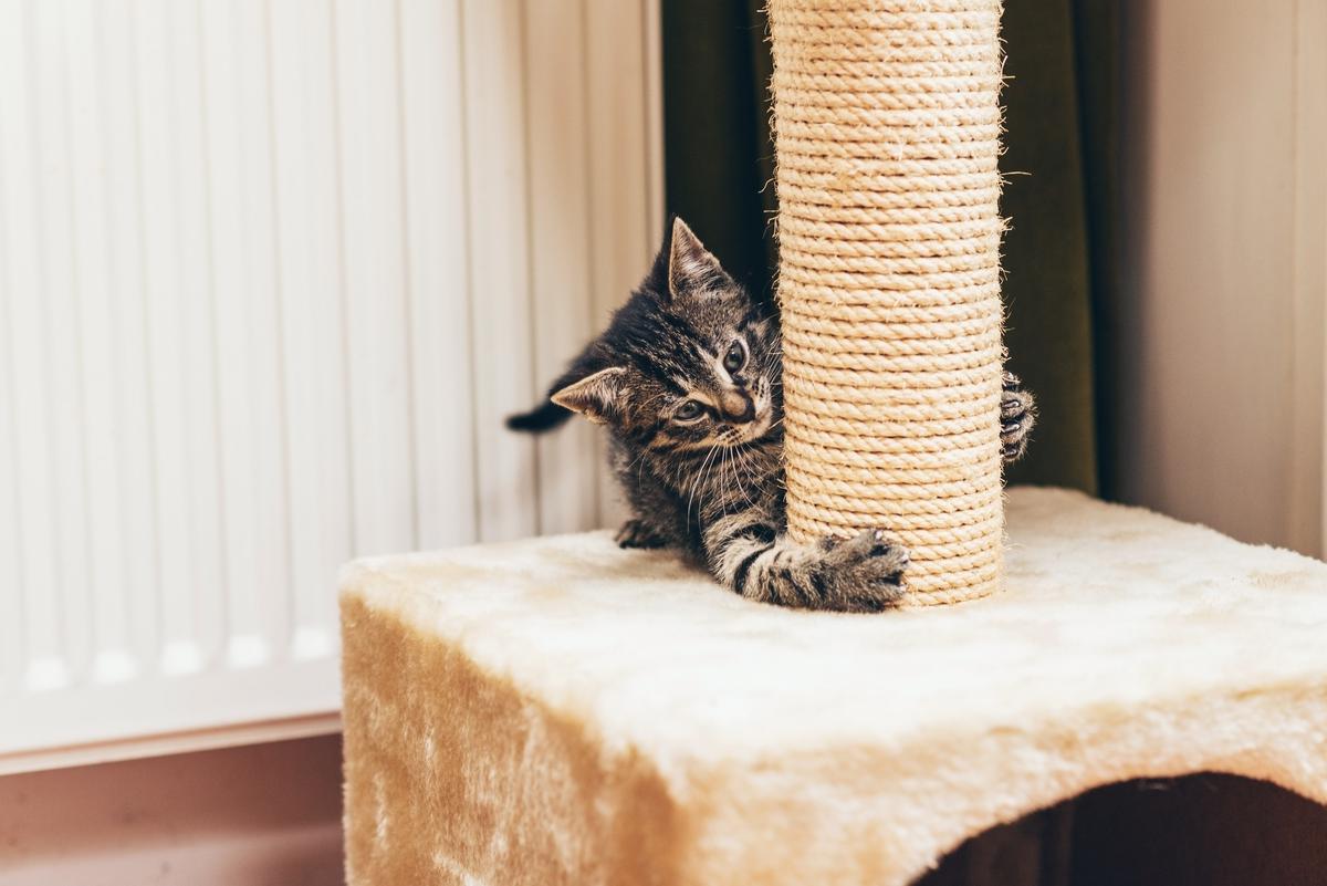 A scratching post is a great way to redirect your cat’s attention from couches and rugs.