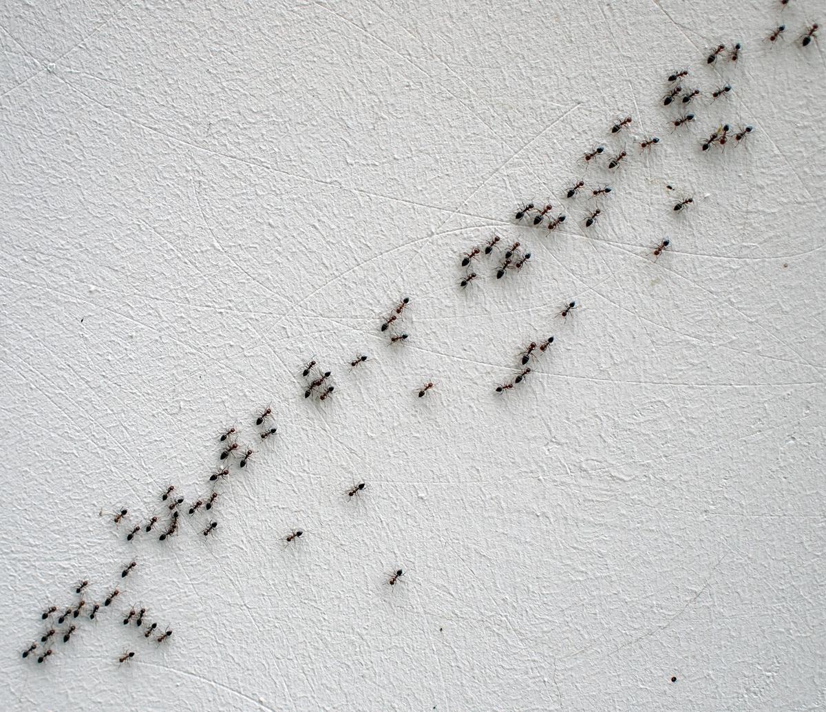 Ant highways can be disrupted using strong scents or by blocking holes the ants use to enter your home.