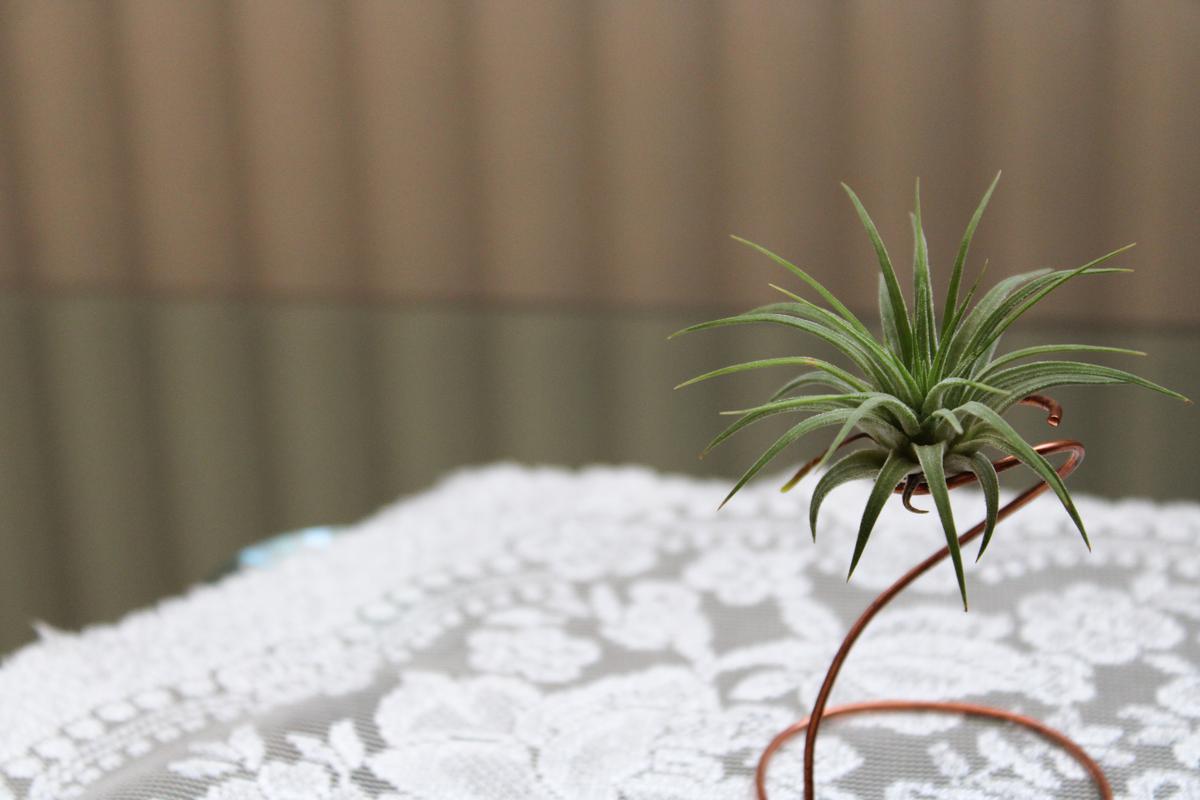 Air Plants that Won't Judge the Climate You Live In