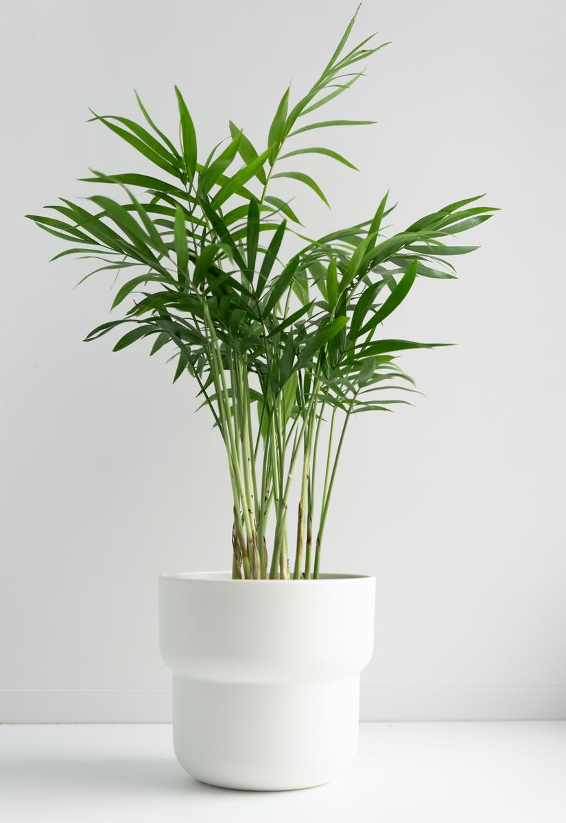 Air purification comes in all sizes, and the bamboo palm is here to prove that.