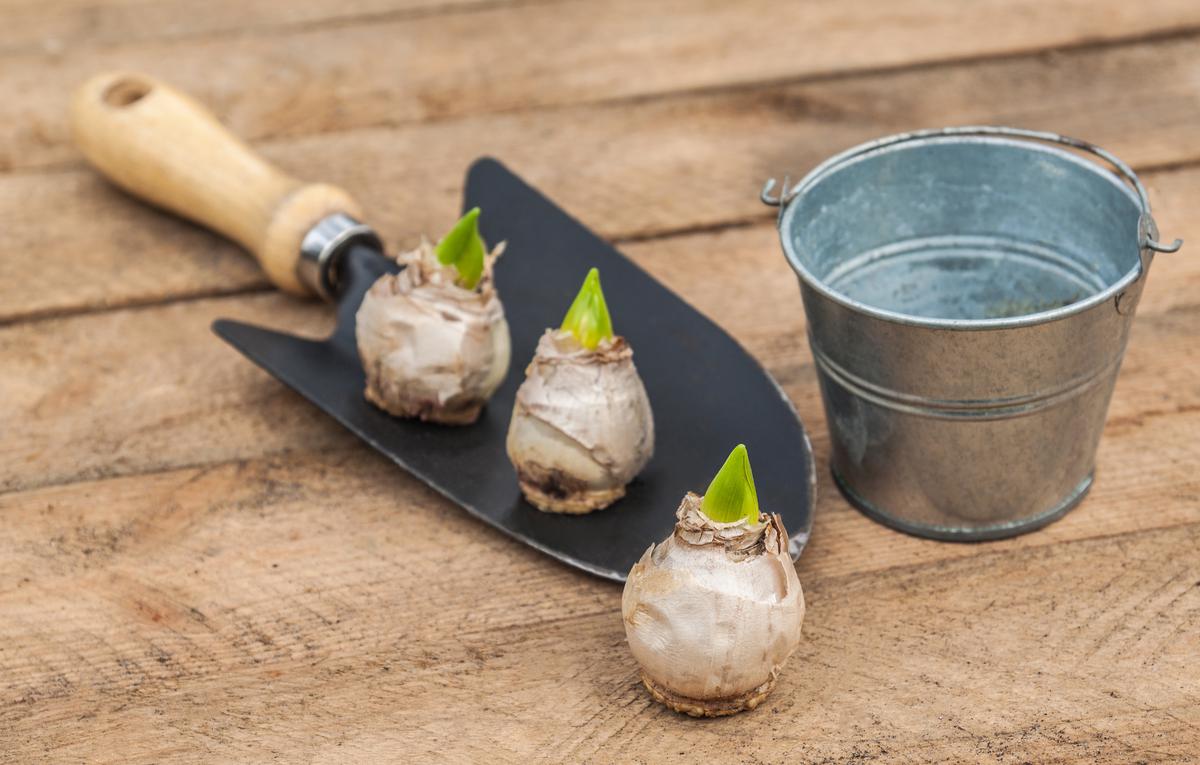 Apply the Lasagna Planting Method to Have a Continuous Blooming of Bulb Flowers