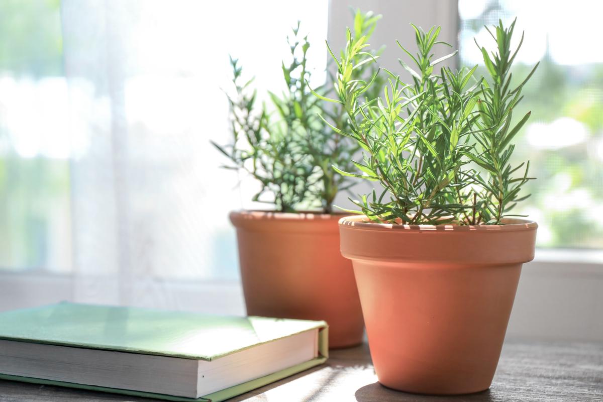 Aromatic Plants, Such as Rosemary, Tend to Please All Senses