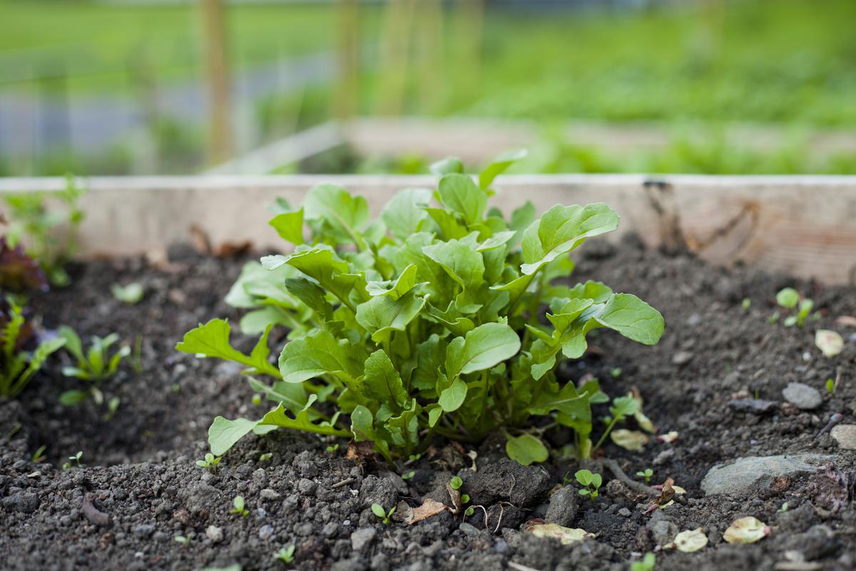 Arugula, Also Known as Rocket Leaves, Are Full of Fresh and Tart Flavors