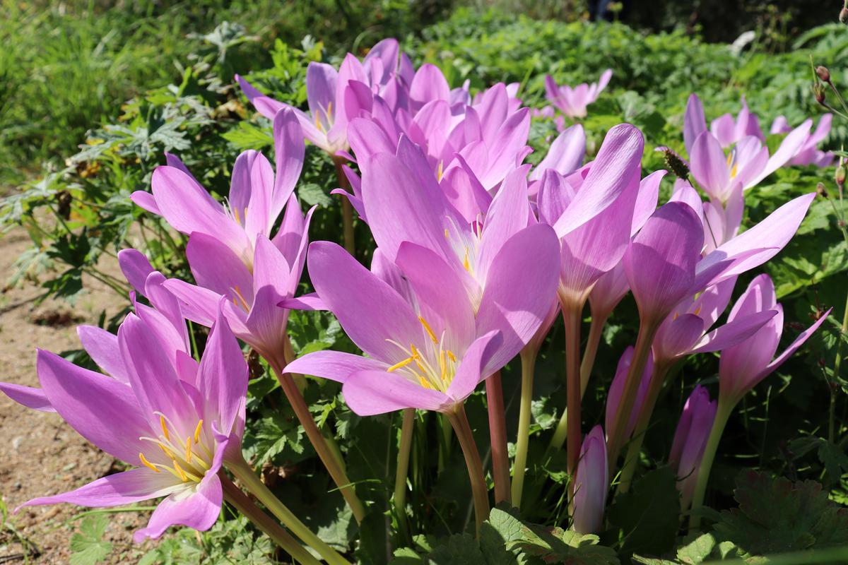 Autumn Crocus are Great Blooming Plants for Your Autumn Garden