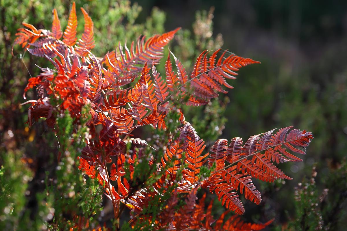 Autumn Fern Can Be a Great Addition to a Rustic-Themed Backyard